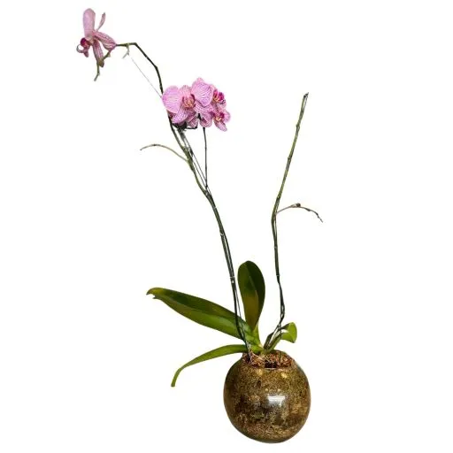 ORQUIDEA PHALEANOPSIS PECERA viii